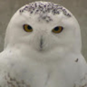 Meet your Posher, Leslie